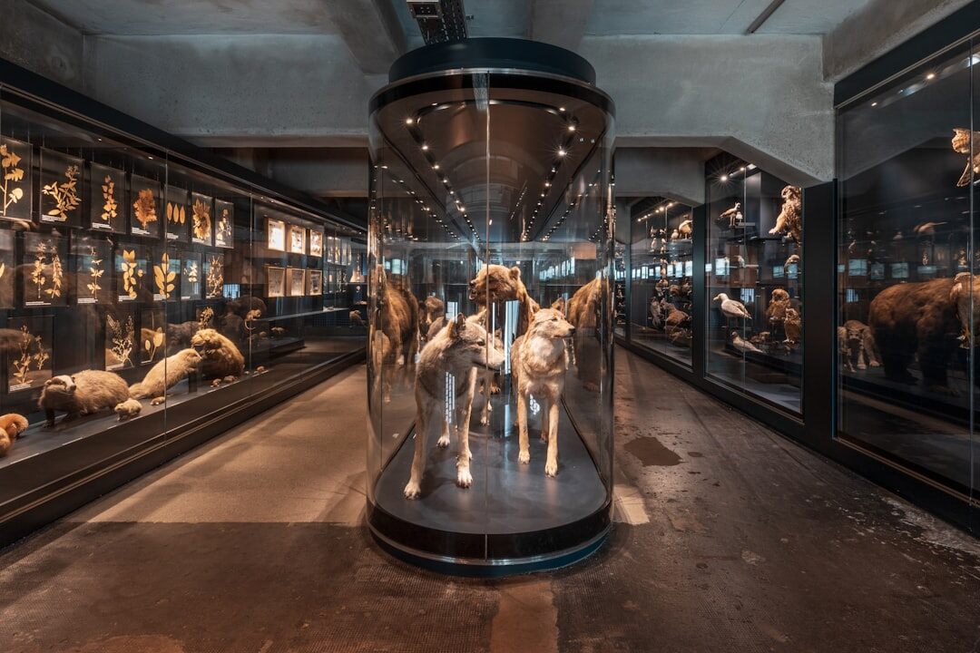 museum artifacts display